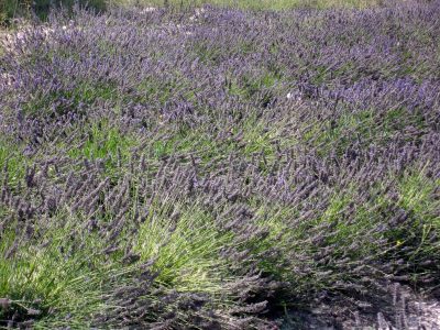 Lavanda - foto Elisa Gonfiantini