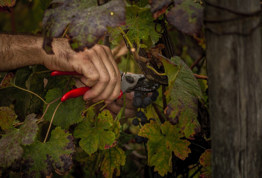 partecipare attivamente alla produzione di ciò che si consuma ha un doppio beneficio: ci fa fare attività fisica all'aperto, ci fa consumare in maniera più sana e responsabile.