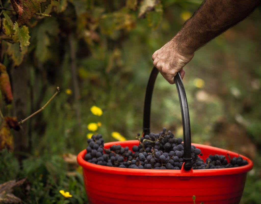 consumare alimenti genuini, possibilmente a km 0, meglio se autocoltivati.