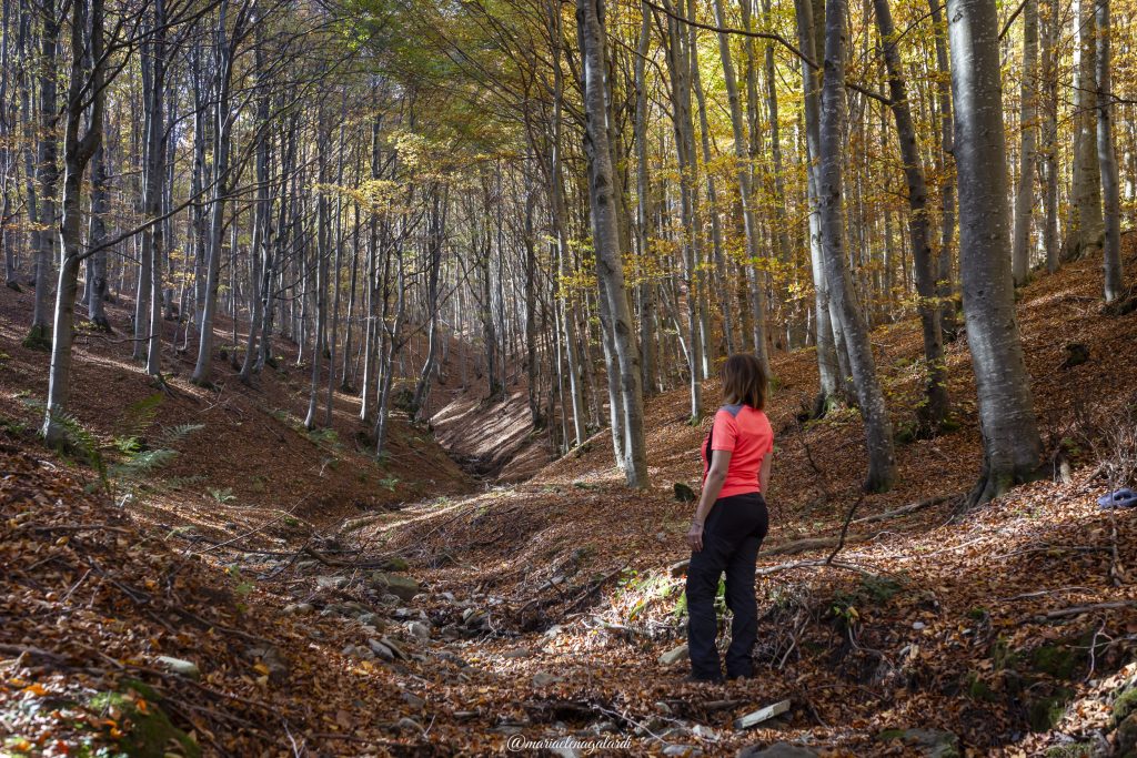 immergermi nel silenzio della natura in solitudine. Non c'è cosa più bella che godersi i rumori del bosco, contemplare la natura che cambia, rigenera l'anima, oltre che il fisico.