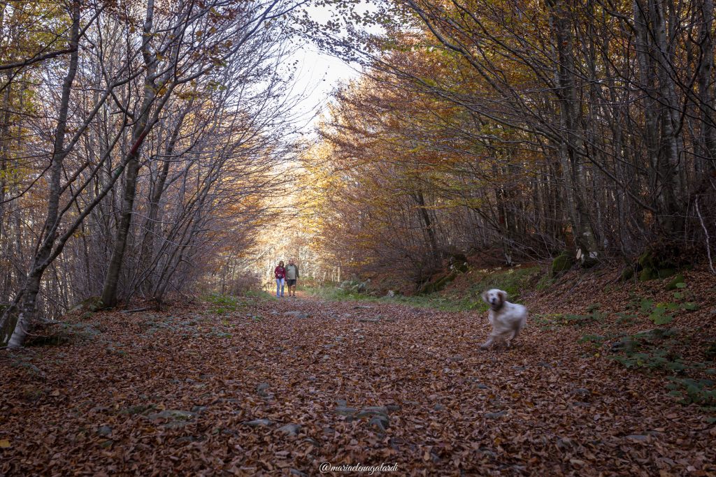 passeggiare nella natura con persone amate e l'amico a 4 zampe. Rigenerare corpo e mente in un ambiente rilassante che fa bene all'anima.