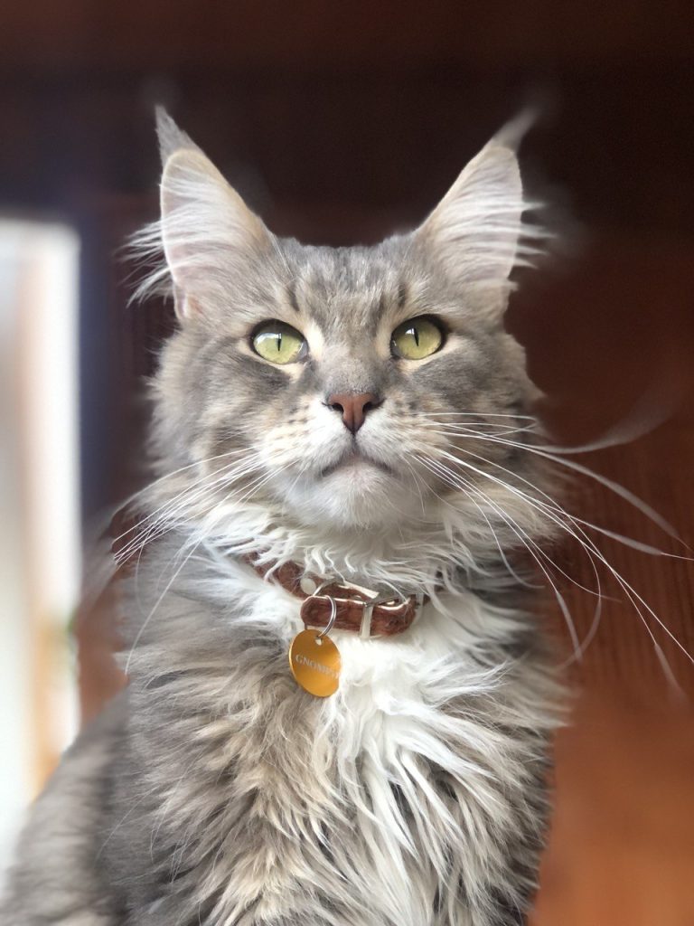 Il mio amato gatto! :)