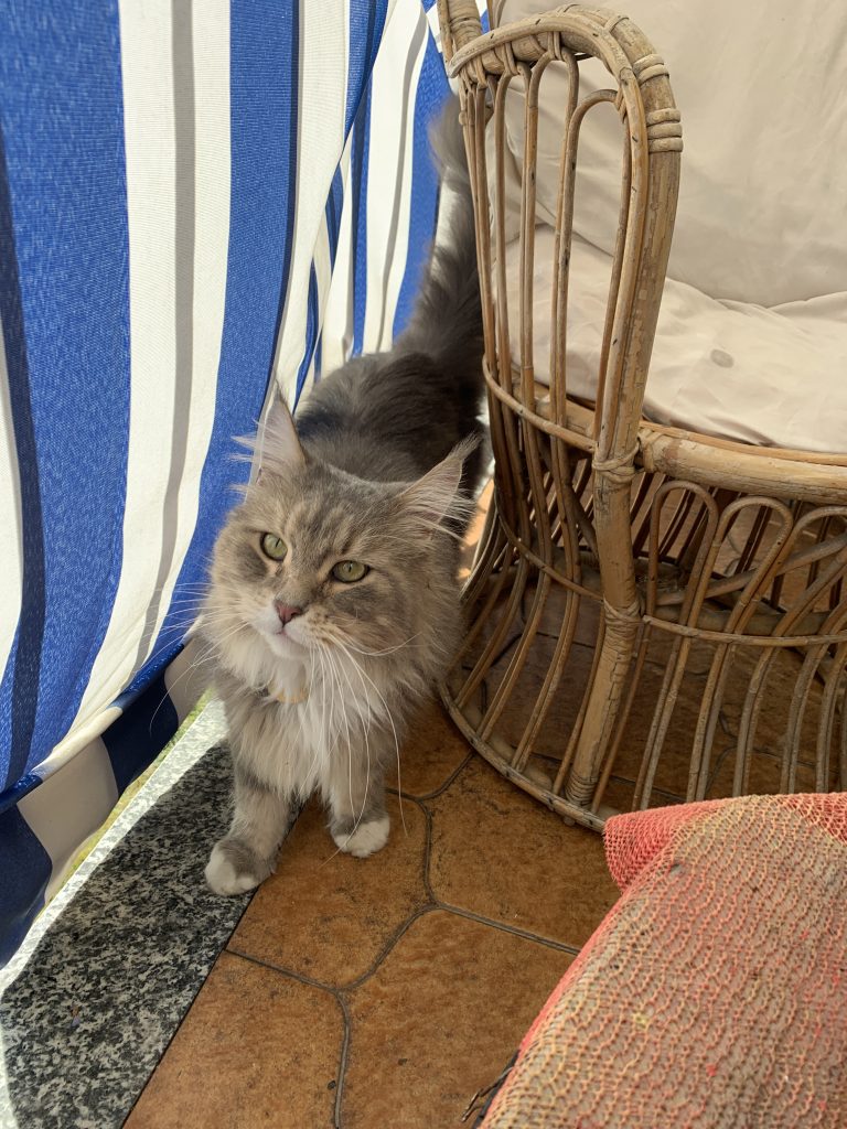 Il mio amato gatto, gli voglio un sacco bene! Il mio benessere è stare con lui!