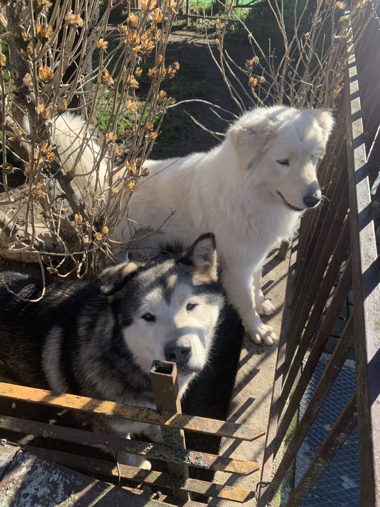 Stare con i miei amati cani!