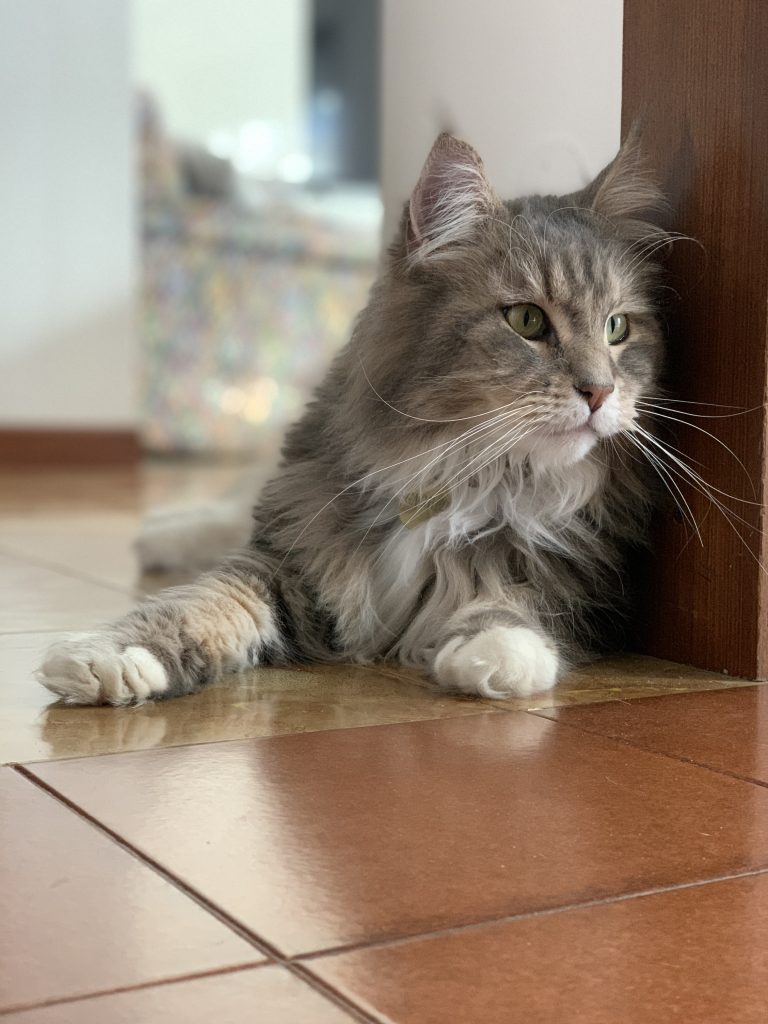 Il mio gatto!