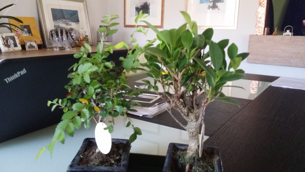 Creare il giusto habitat ai miei due amati bonsai. Curare con pazienza affinché loro si sentano a casa.