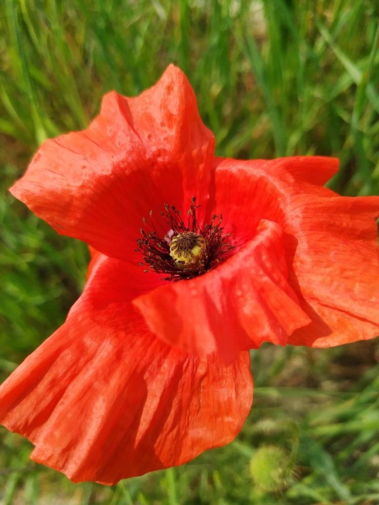 La natura in estate