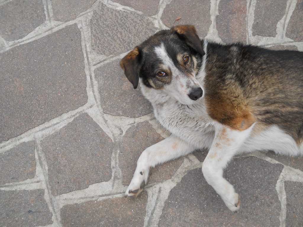 lo sguardo del mio cane è un tuffo al cuore.