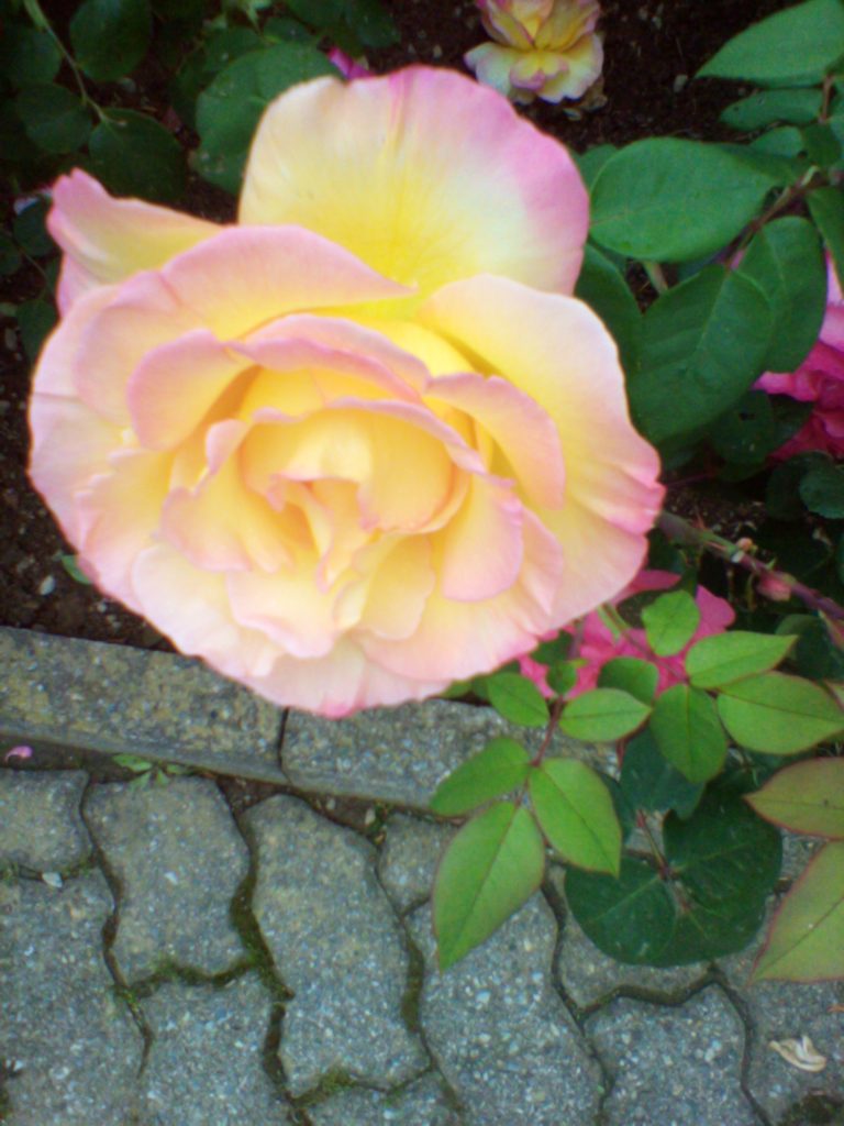 VIVERE IN MEZZO ALLA NATURA.