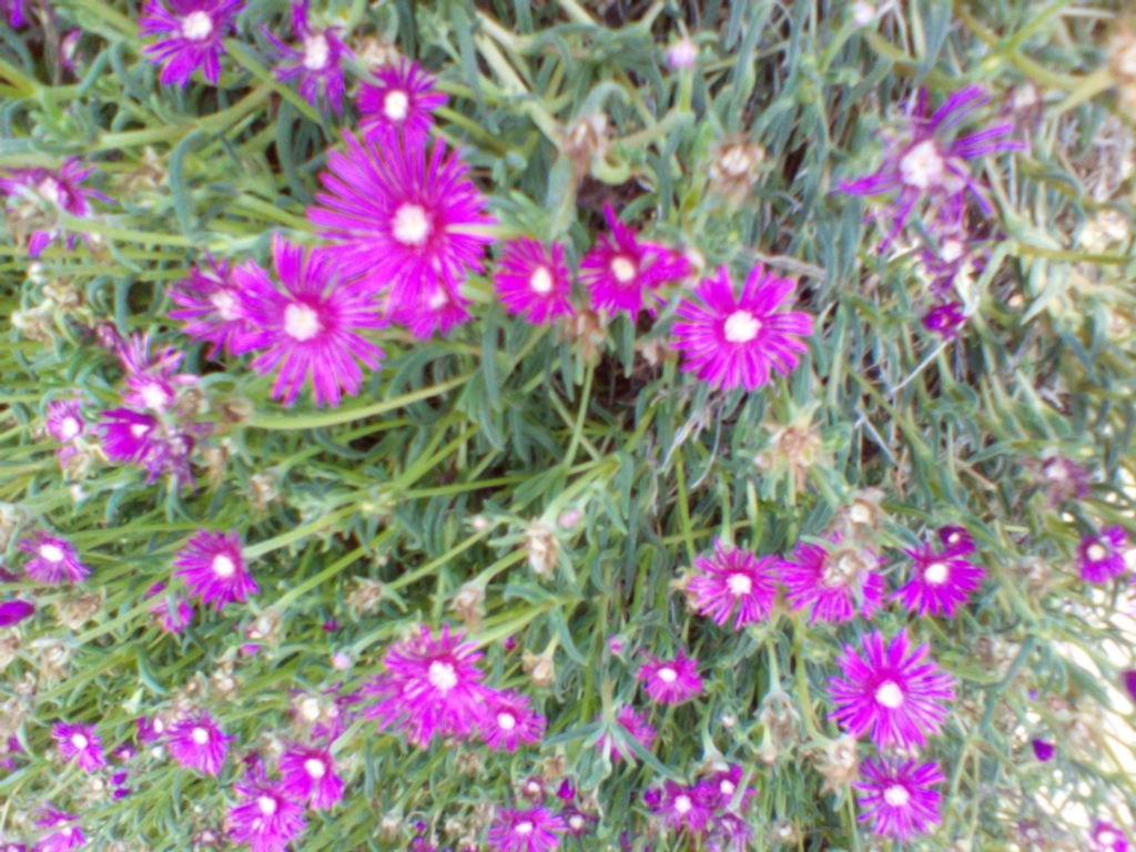 Osservare l'esplosione dei colori in vista della primavera.