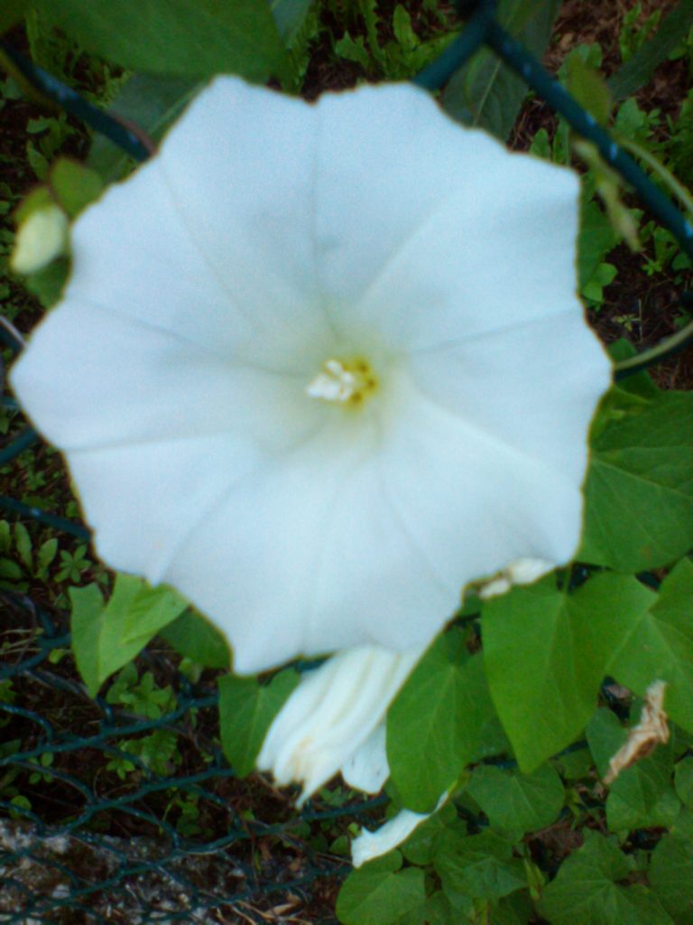 Osservare la perfezione nei dettagli