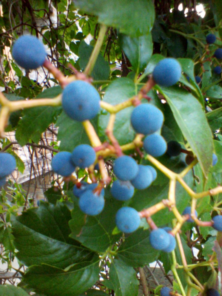 L'affascinante mondo vegetale.