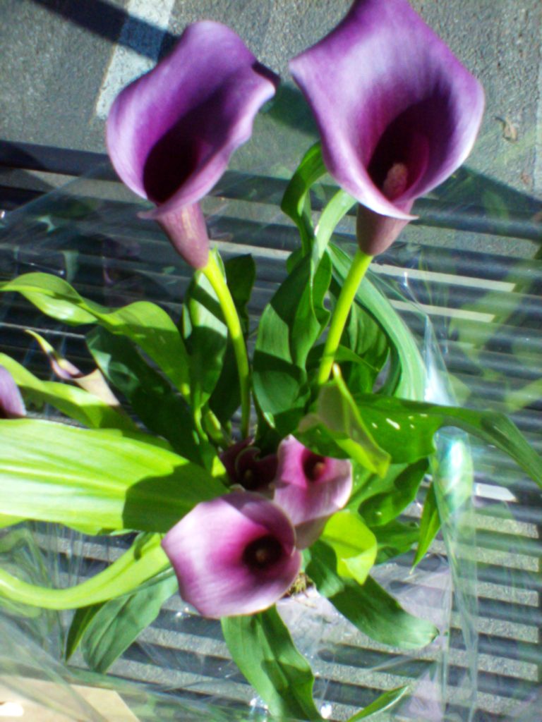 Osservare la bellezza dei fiori.