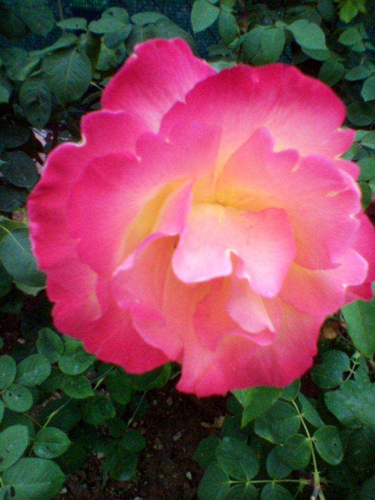 Osservare la natura e stupirmi ancora-