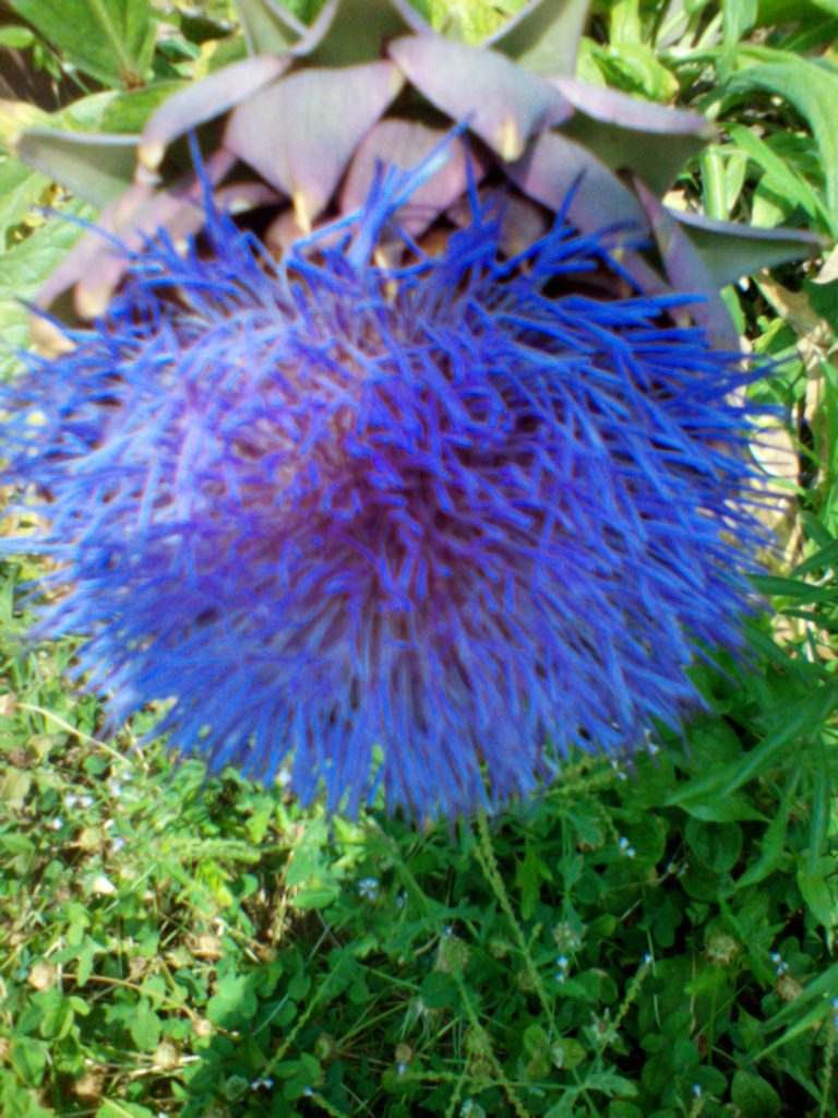 OSSERVARE I COLORI DELLA NATURA