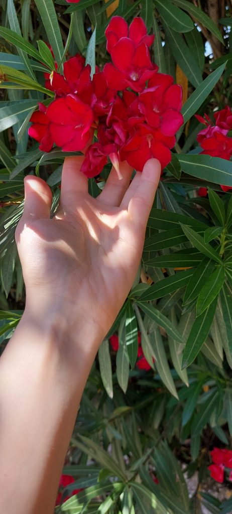 toccare i fiori dai colori intensi