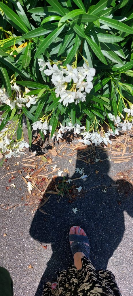 Stare al passo con i fiori