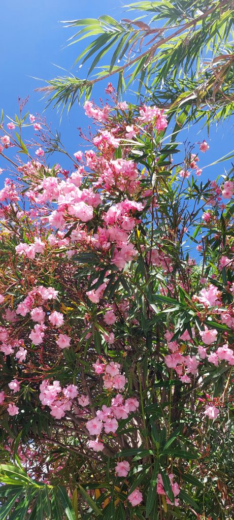 una cascata di fiori profumati