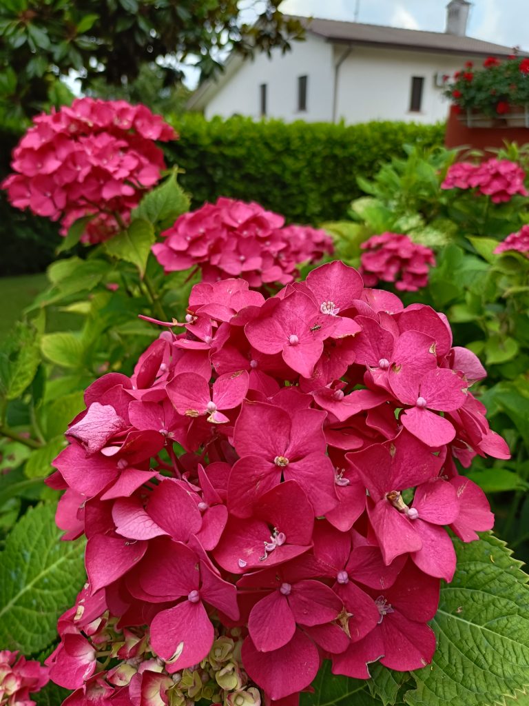 Incantarmi e sentirmi grata di poter ammirare la bellezza di un fiore.