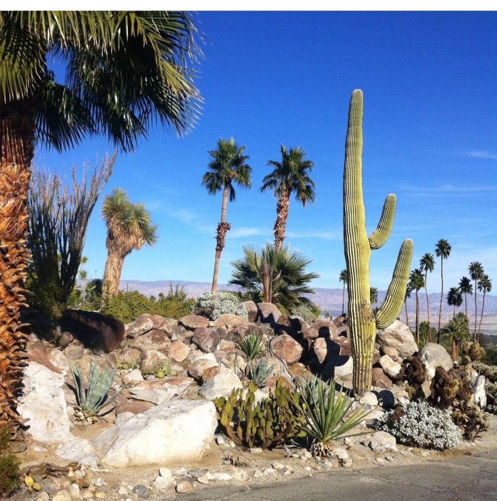 Ammirare nei vari contesti, le meraviglie della natura😍
Giardino roccioso a Palm Springs.