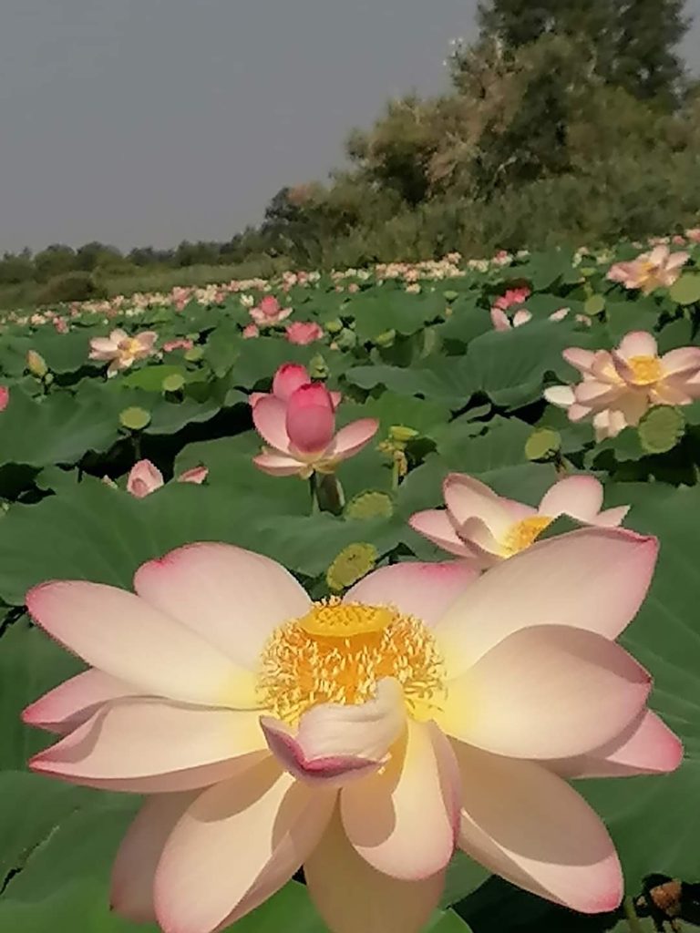 Emozionarmi davanti alle meraviglie della natura, le fioriture dei fiori di loto, un tripudio di colori e una meraviglia unica ...😍