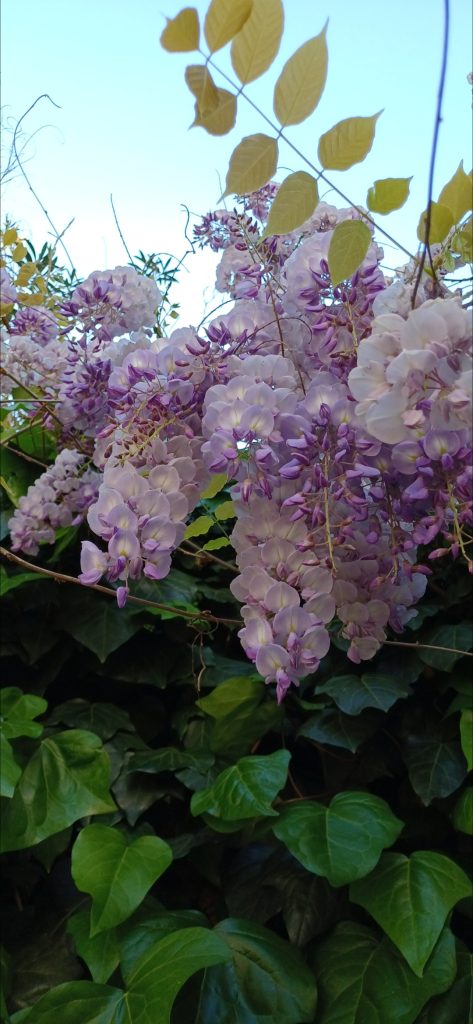 Scoprire i colori delicati della primavera, ma al tempo stesso pieni di energia, della pittrice chiamata semplicemente natura!