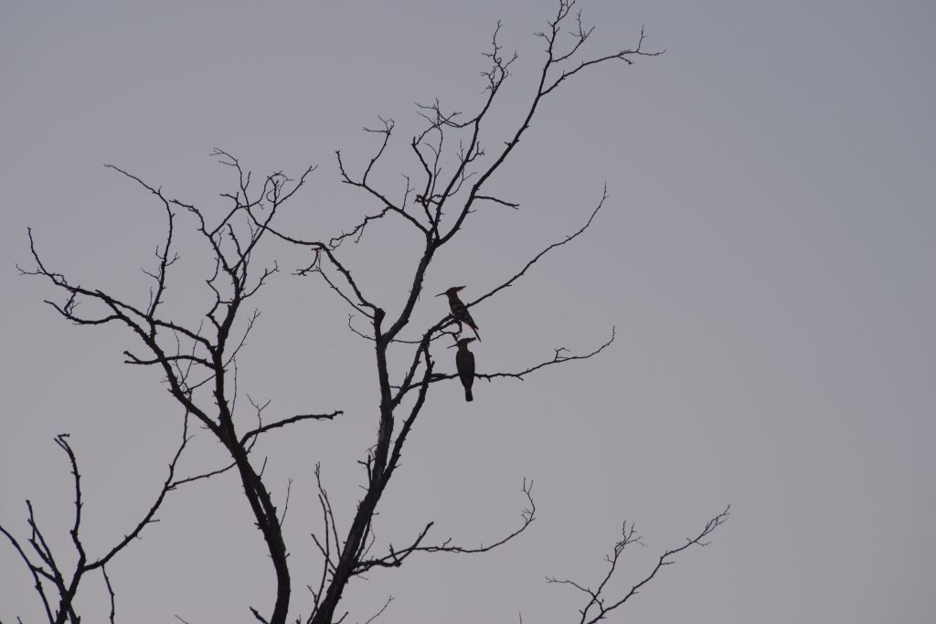 "il mio benessere è osservare una coppia di Upupe posate sui rami di un albero al tramonto e lasciare che la mente si svuoti di ogni pensiero negativo e si riempia della Bellezza della Natura"