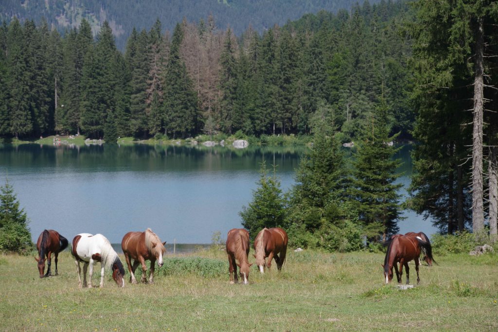 "il mio benessere è camminare fino ai pascoli alti, in riva al lago e vedere una mandria di cavalli tranquilli e felici perchè liberi!"