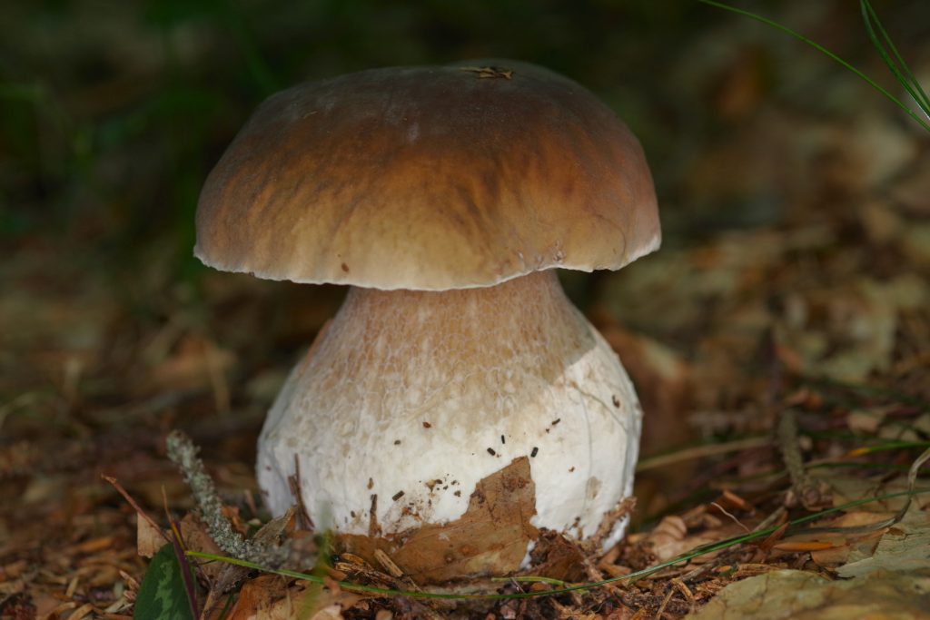 "il mio benessere è andar per boschi in cerca di funghi...buoni da mangiare, buoni da seccare, da farci il sugo quando viene Natale...
(cit. F. De Gregori)