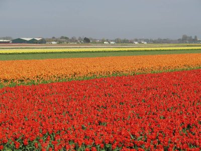 Tulipani Olanda - foto Elisa Gonfiantini