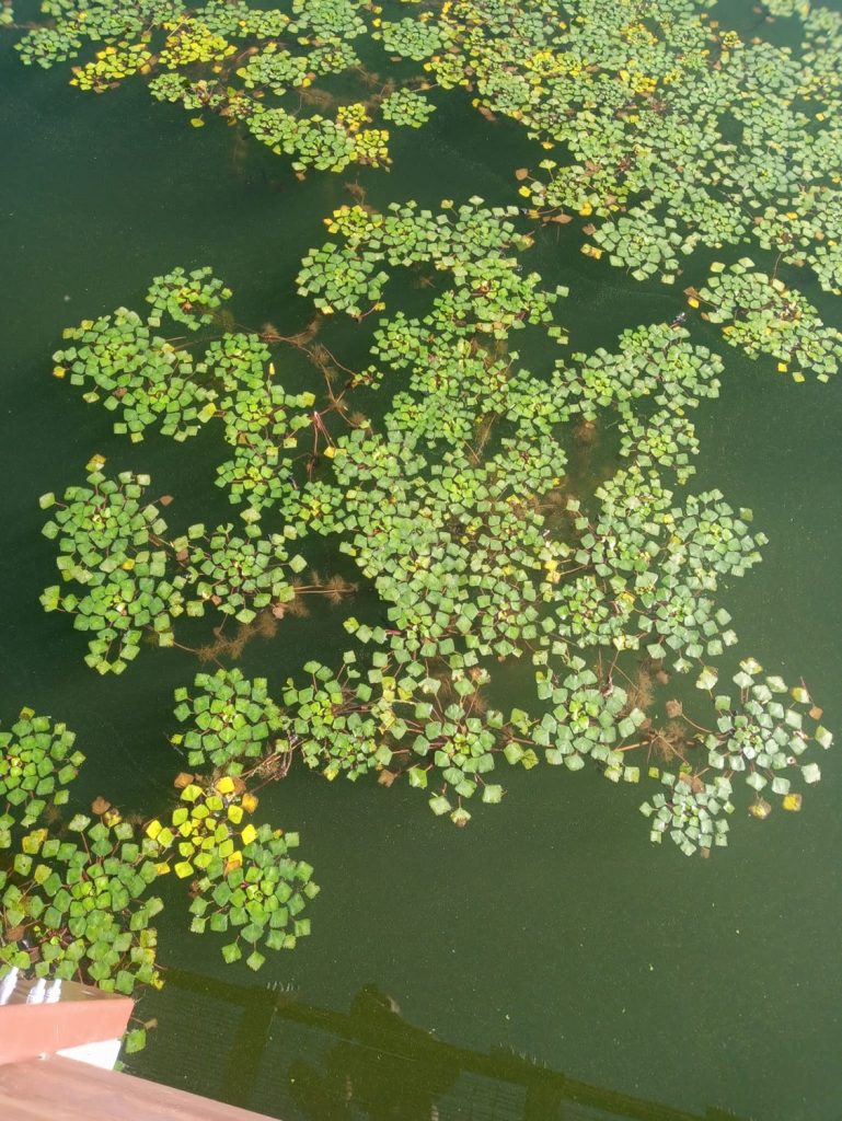assaggiare cibi non molto conosciuti: le castagne d'acqua ...