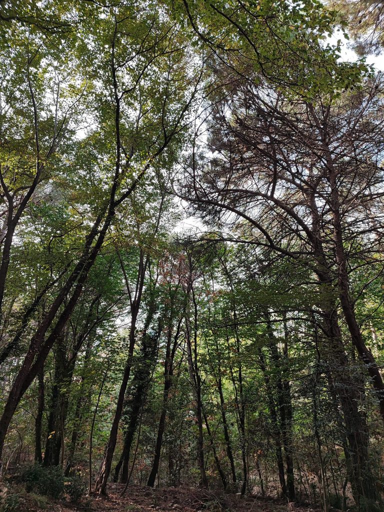 una passeggiata nel fresco bosco