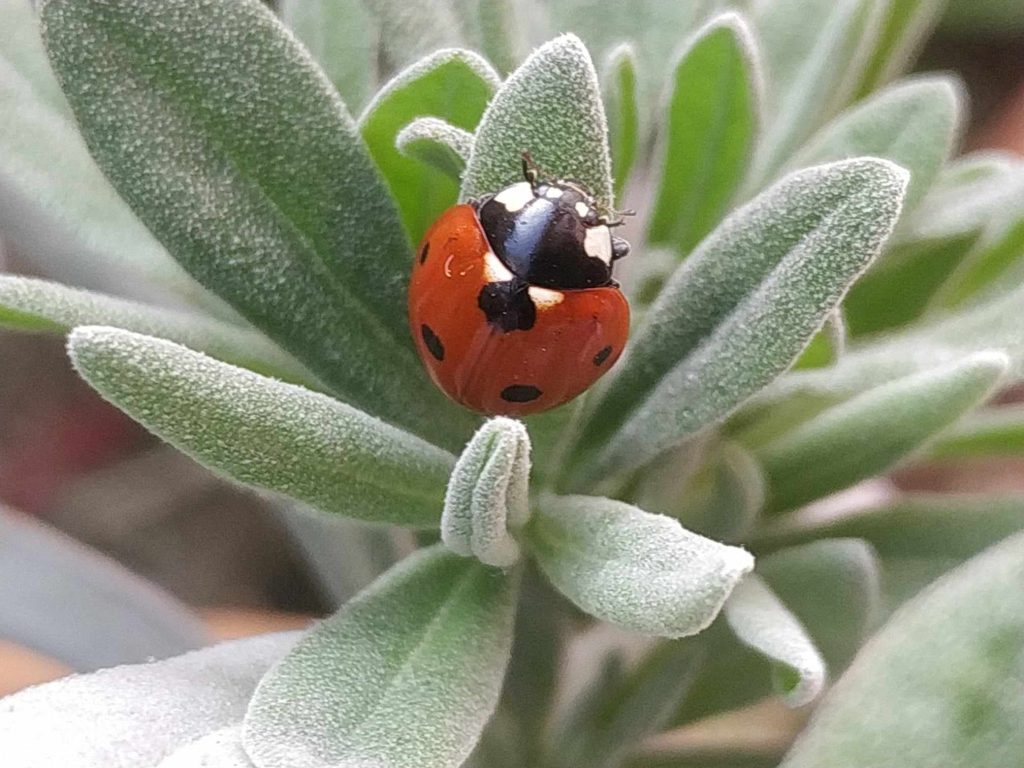 trovare sorprese tra le mie piante