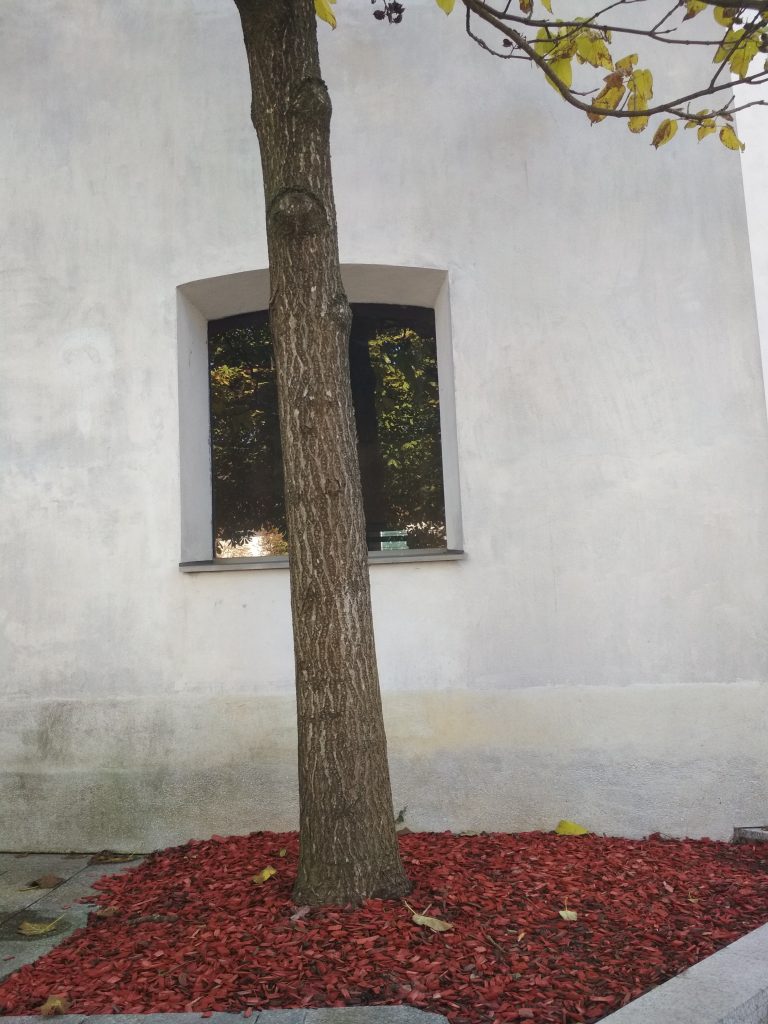 La magia di un tappeto di foglie rosse ai piedi dell'albero