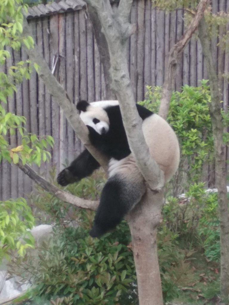Essere come un panda che sogna sui rami