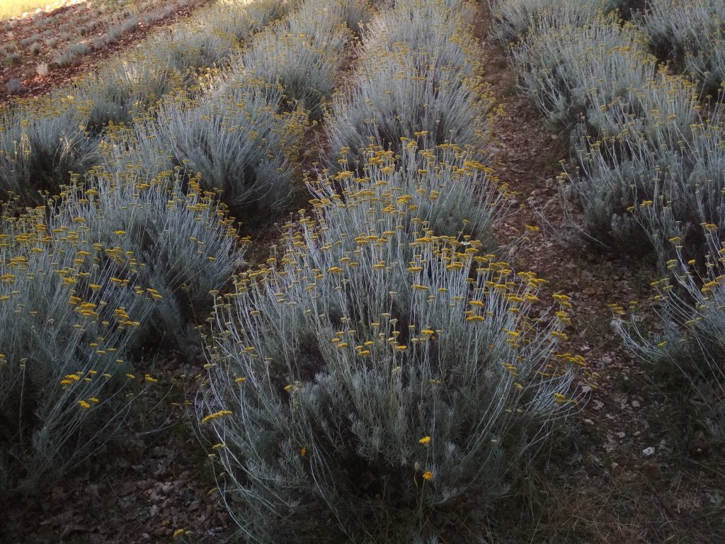 Assaporare con gli occhi e l'olfatto, L'oro e l'argento dell'Elicriso