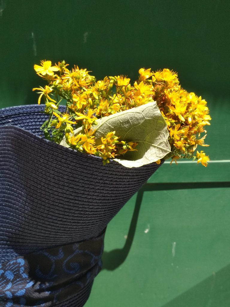 Alla scoperta dei rimedi che la natura offre (wild renaissance)