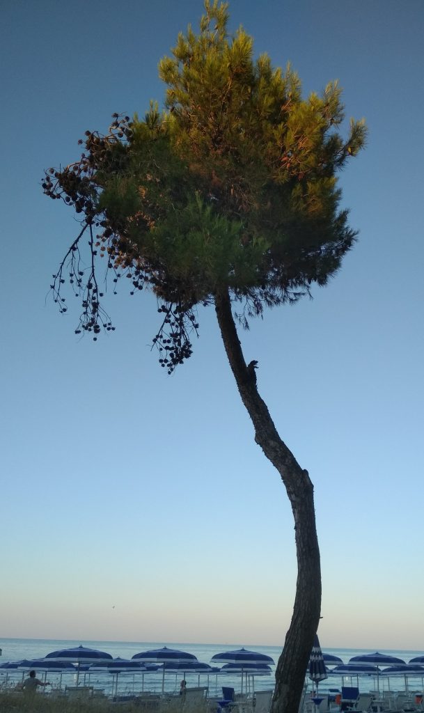Fotografare l'albero solitario nella spiaggia deserta
