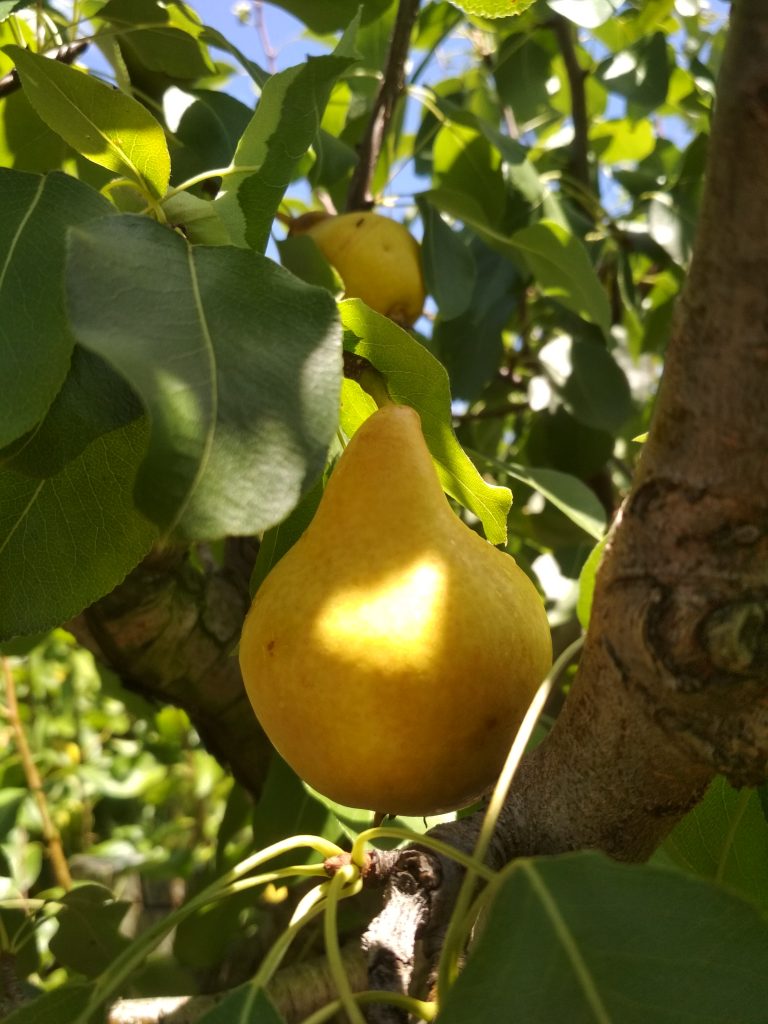 Cogliere la pera moscatella, baciata dal sole
