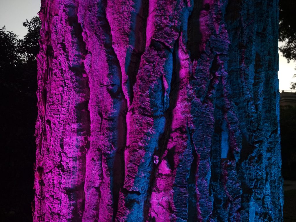 Orto Botanico by Night