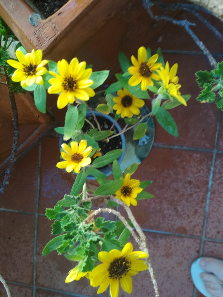 Assistere alla fioritura dei Mini girasoli da me seminati