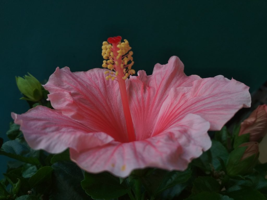 Ballare il Valzer con Hibiscus
 1