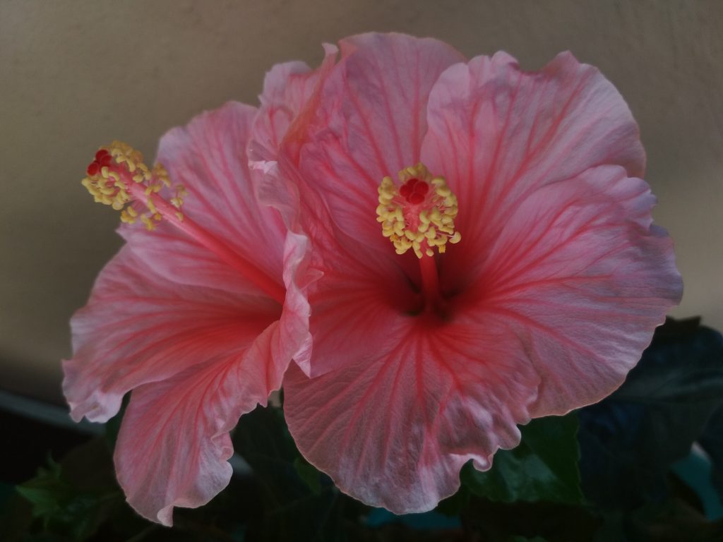 Valzer con Hibiscus 2