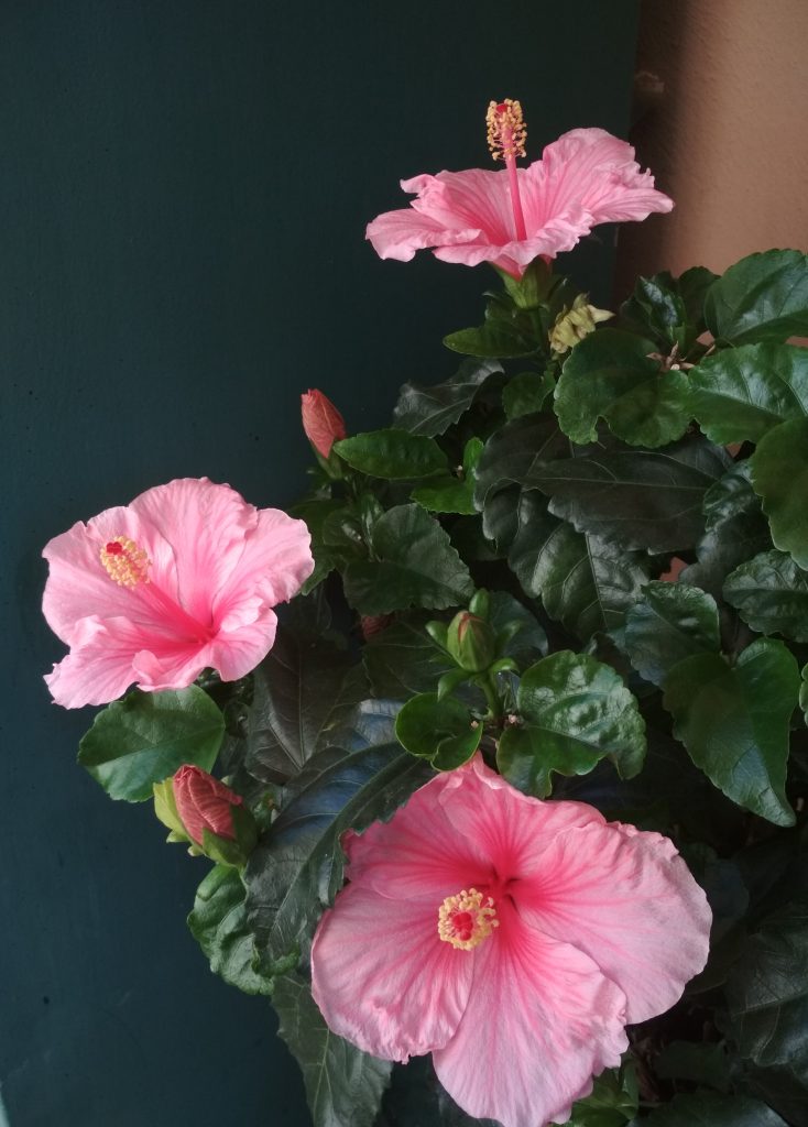Ballare il Valzer con Hibiscus 3