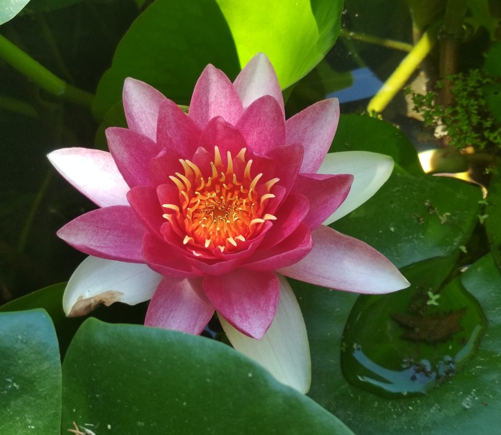 Contemplare l'imperfezione del loto