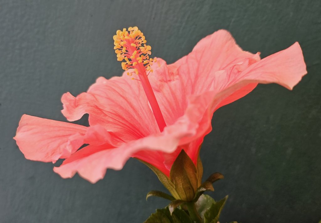 Schiudersi degli hibiscus