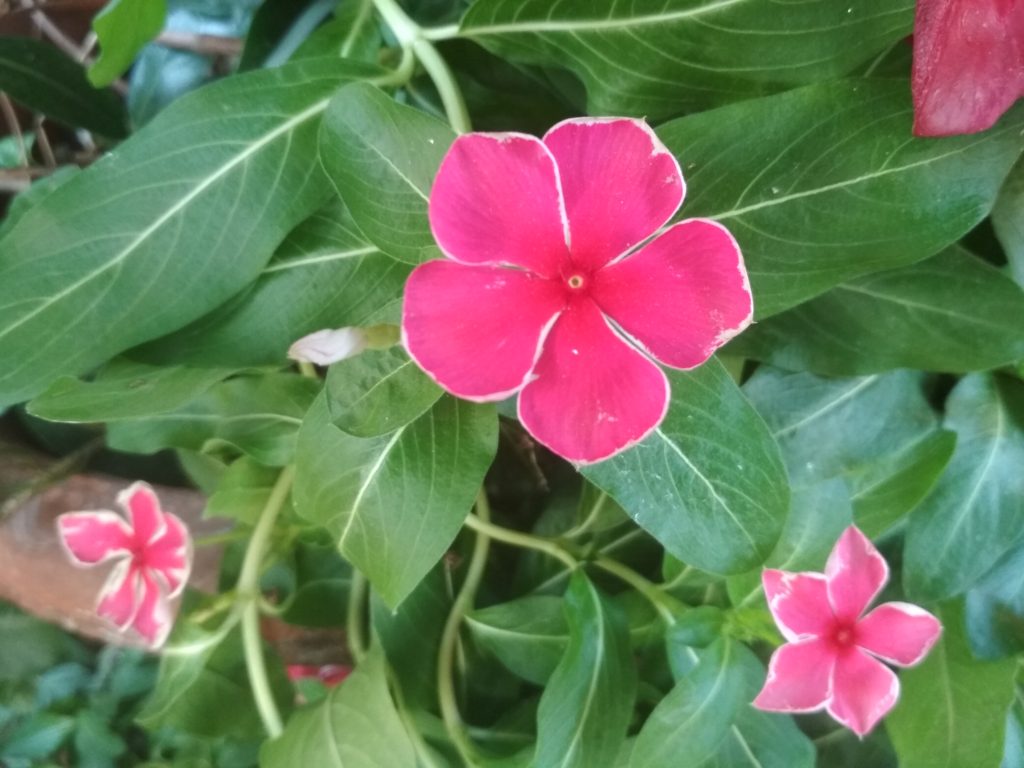 Le vie in Rosa 3