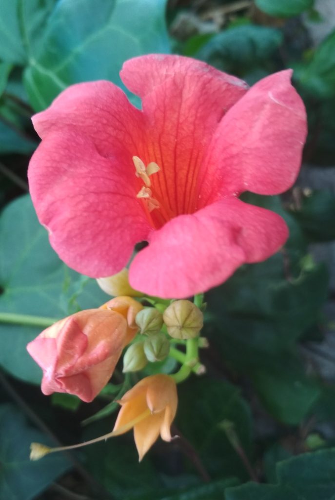 Le vie in Rosa 2