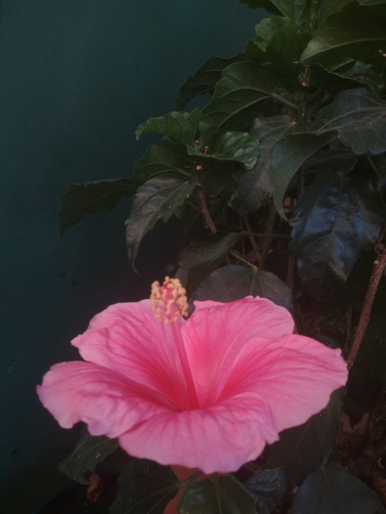 Le vie in rosa