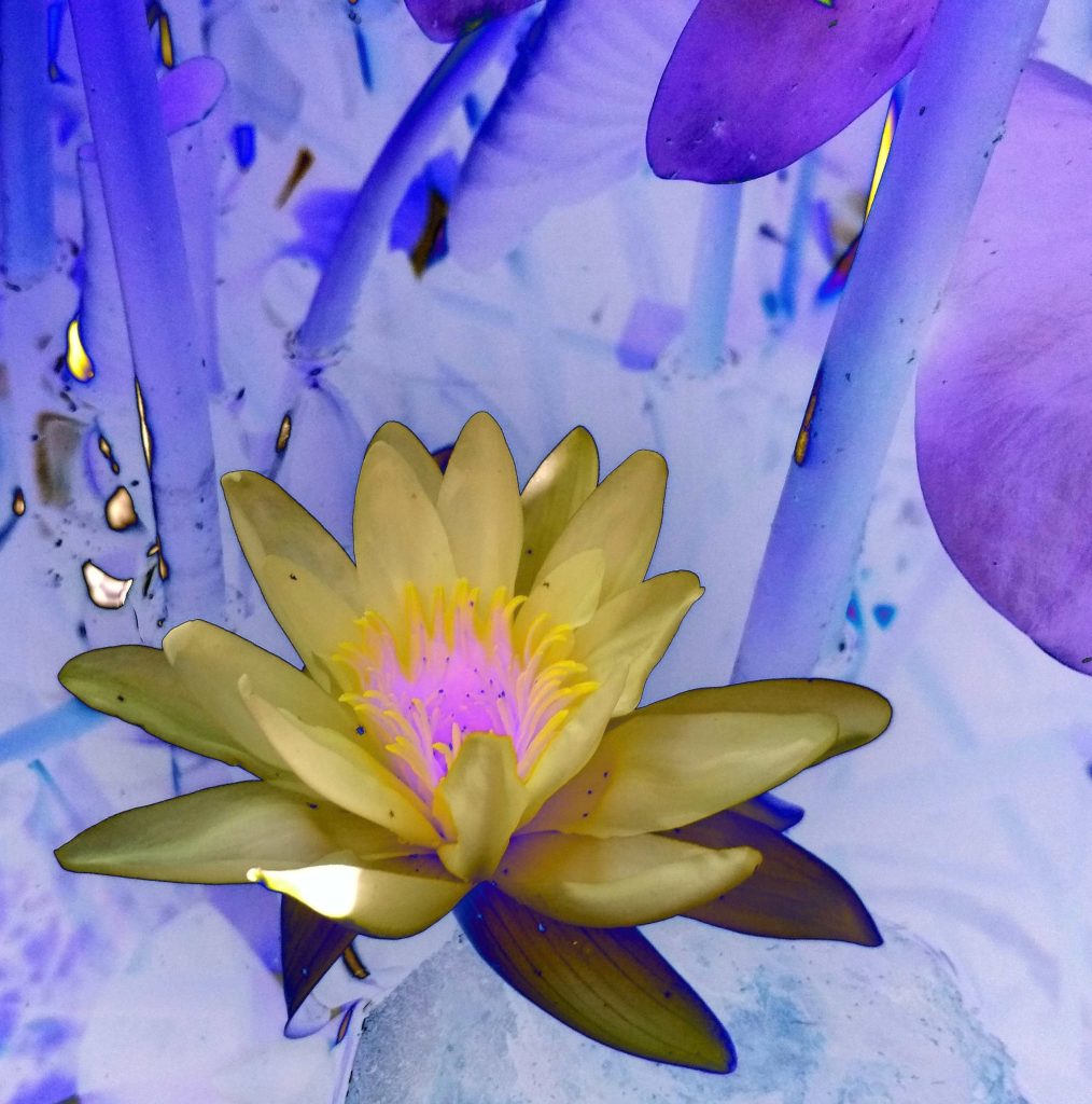 Il fiore di Loto, dimenticare o lasciar andare?